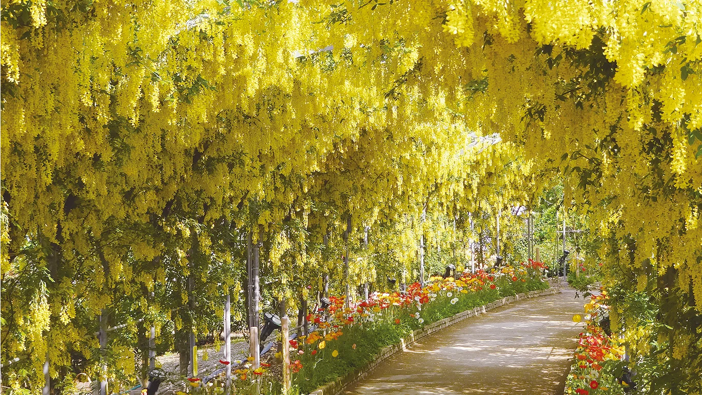 Yellow Wisteria at Ashikaga Flower Park