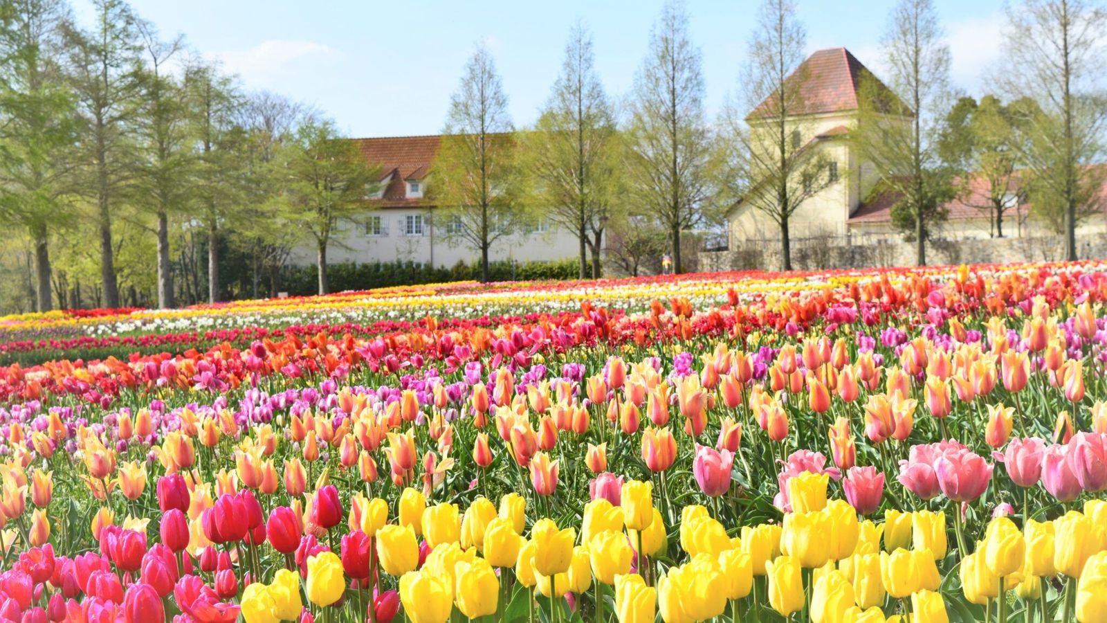 Flower Filed in Blume no Oka